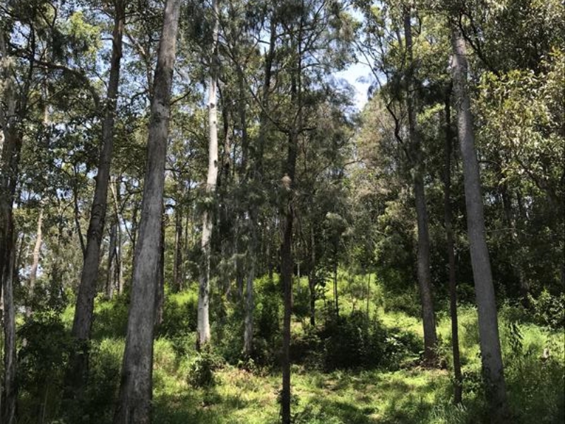 STEEP SITE DESIGN FOR BUDERIM