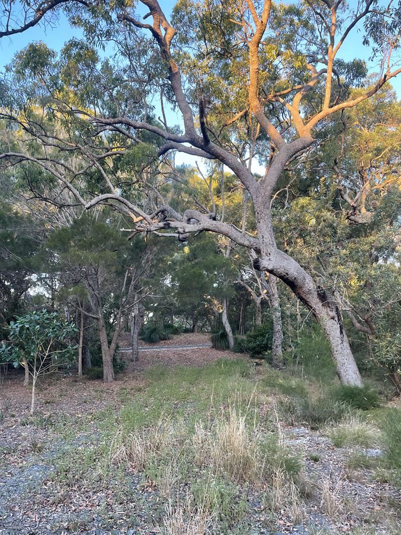 Flat Block, - Northern End Behind Springs Beach - Mostly cleared house site Integrity New Homes House And Land