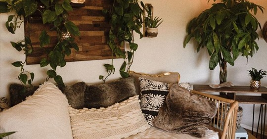 Plants in the home
